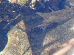 Salmo trutta