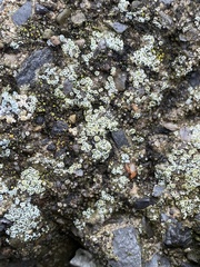 Myriolecis semipallida