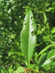 Wilsonomyces carpophilus