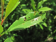 Wilsonomyces carpophilus
