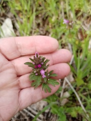Lamium amplexicaule orientale