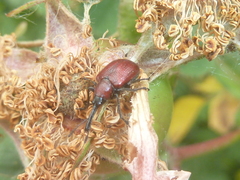Merhynchites bicolor