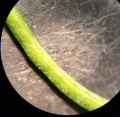 Corydalis micrantha texensis