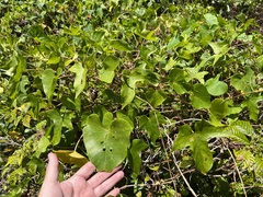 Ipomoea alba
