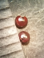 Corydalis micrantha texensis