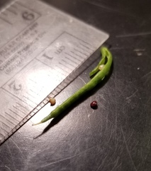 Corydalis micrantha texensis