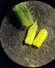 Glandularia quadrangulata