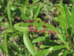 Wilsonomyces carpophilus