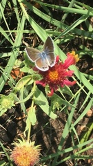 Echinargus