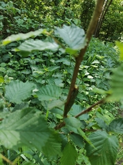 Zelotherses paleana