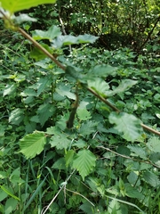 Zelotherses paleana