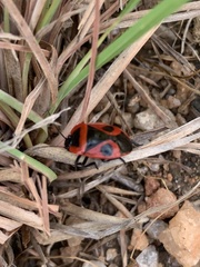 Dismegistus binotatus