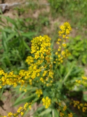 Angiospermae
