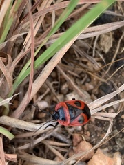 Dismegistus binotatus