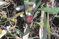 Protea laevis