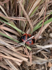 Dismegistus binotatus