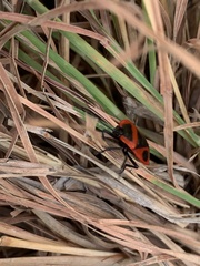 Dismegistus binotatus