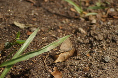 Cissia phronius