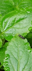 Osoriinae