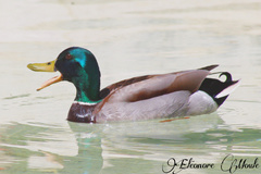Anas platyrhynchos
