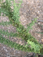 Jamesbrittenia burkeana