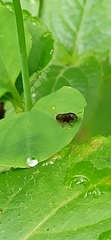 Osoriinae