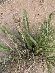 Jamesbrittenia burkeana