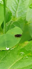 Osoriinae