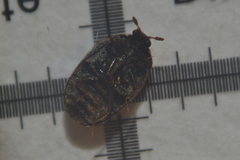 Anthrenocerus australis