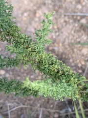 Jamesbrittenia burkeana