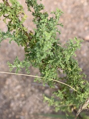 Jamesbrittenia burkeana