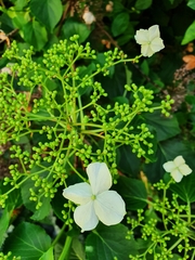 Hydrangea petiolaris