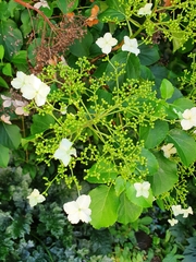 Hydrangea petiolaris