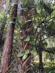 Epipremnum aureum image