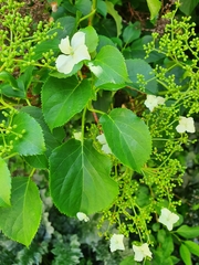 Hydrangea petiolaris