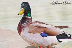 Anas platyrhynchos