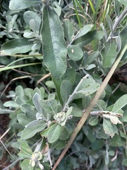 Tarchonanthus camphoratus