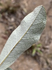 Tarchonanthus camphoratus