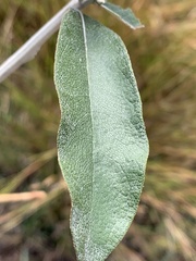 Tarchonanthus camphoratus