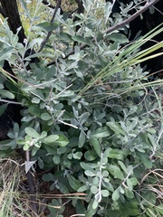 Tarchonanthus camphoratus