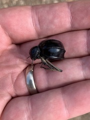 Dichtha cubica