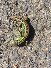 Lacerta agilis