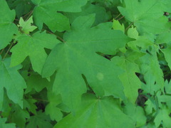 Dasineura tympani