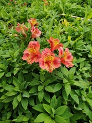 Alstroemeriaceae