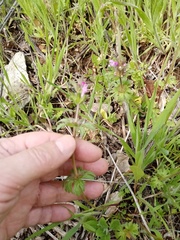 Lamium amplexicaule orientale