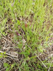Lamium amplexicaule orientale