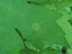 Dasineura tympani