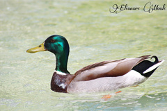 Anas platyrhynchos