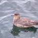 Chilean Skua - Photo (c) Arthur Chapman, some rights reserved (CC BY-NC-SA)