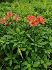 Alstroemeriaceae